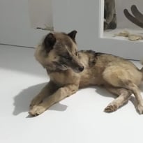 Visite flash « Le chien groenlandais, compagnon de voyage de Paul-Émile Victor », suivie d'un atelier « Venez hurler avec les chiens-loups ! »