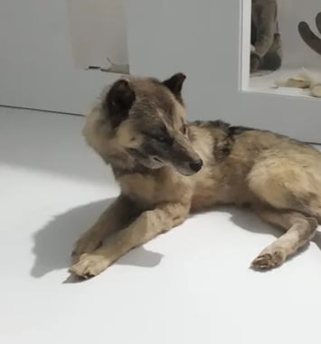 Visite flash « Le chien groenlandais, compagnon de voyage de Paul-Émile Victor », suivie d'un atelier « Venez hurler avec les chiens-loups ! »