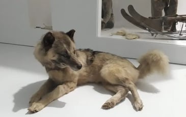 Visite flash « Le chien groenlandais, compagnon de voyage de Paul-Émile Victor », suivie d'un atelier « Venez hurler avec les chiens-loups ! »