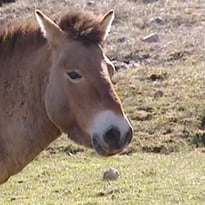 Docu givré « Przewalski, le dernier cheval sauvage »