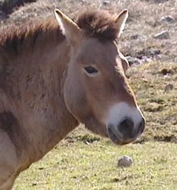 Docu givré « Przewalski, le dernier cheval sauvage »