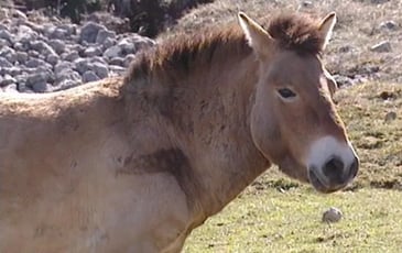 Docu givré « Przewalski, le dernier cheval sauvage »